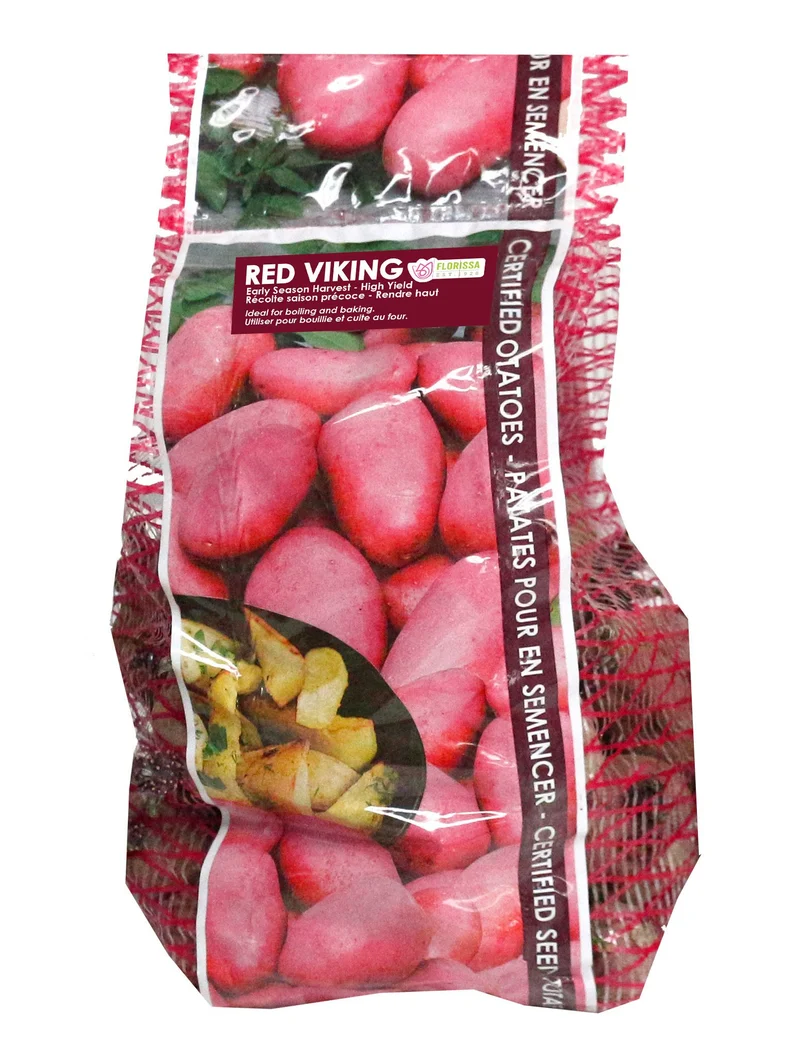 Pomme de terre ‘Red Viking’ ( Solanum tuberosum )