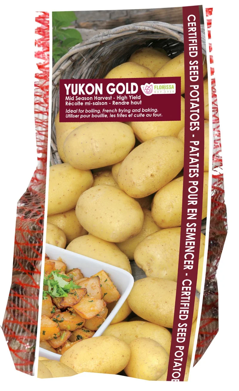 Pomme de terre ‘Yukon Gold’ (2 kg) ( Solanum tuberosum )