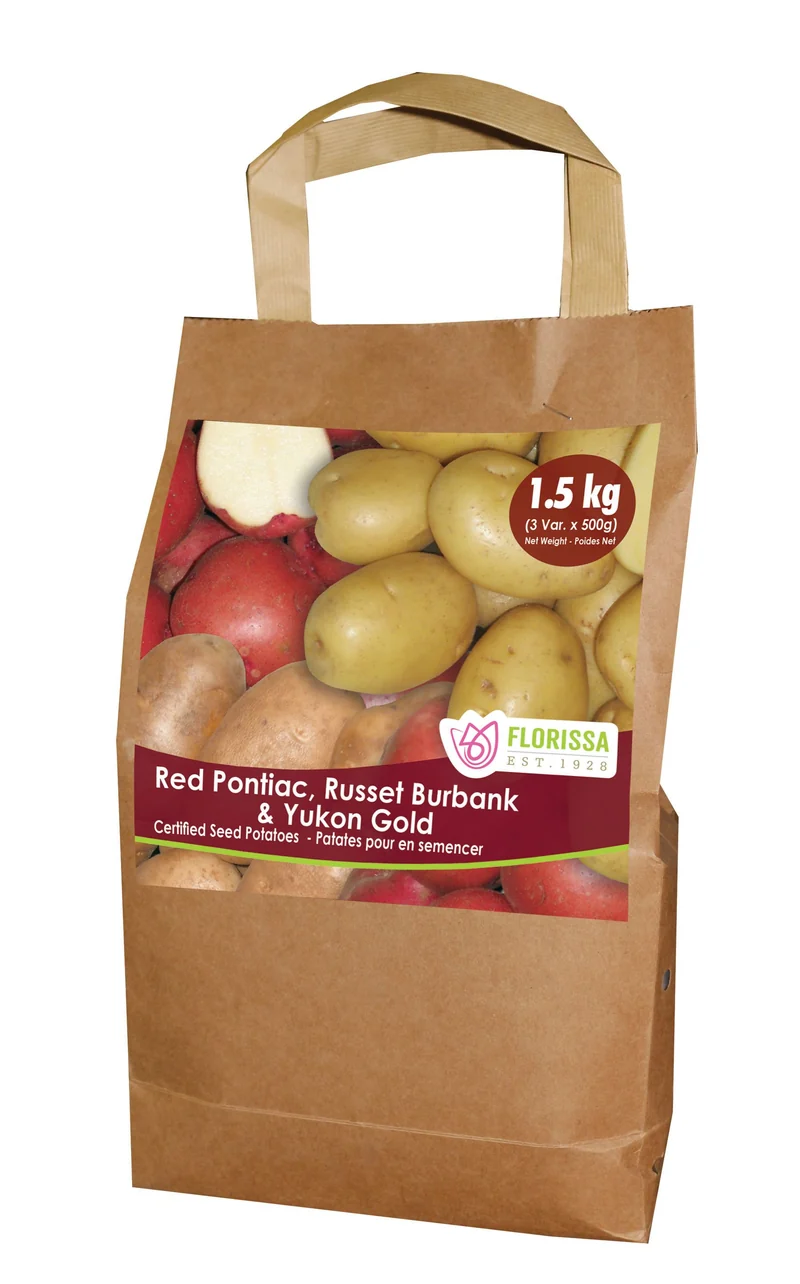 Pomme de terre ‘Combo Sack C1’ ( Solanum tuberosum )