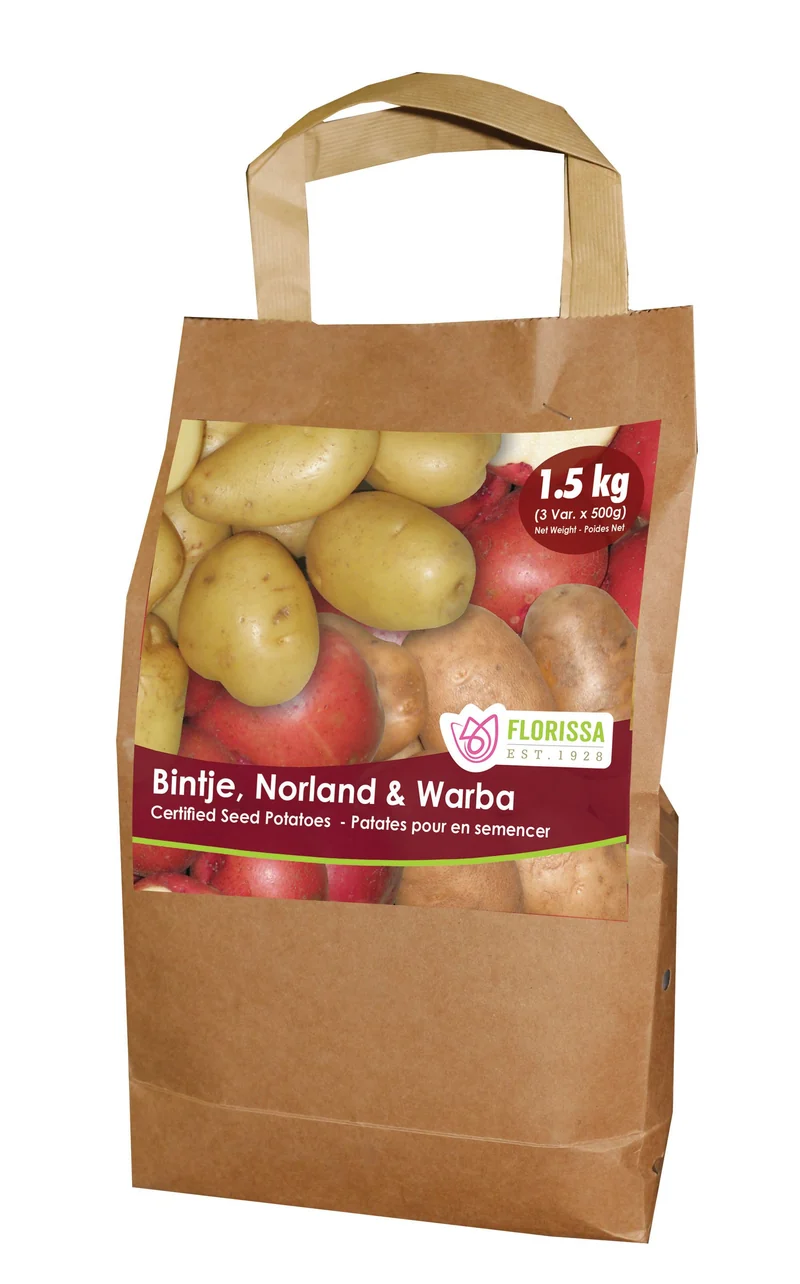 Pomme de terre ‘Combo Sack C2’ ( Solanum tuberosum )