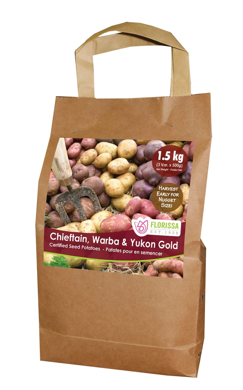 Pomme de terre ‘Nugget Combo Sack’ ( Solanum tuberosum )