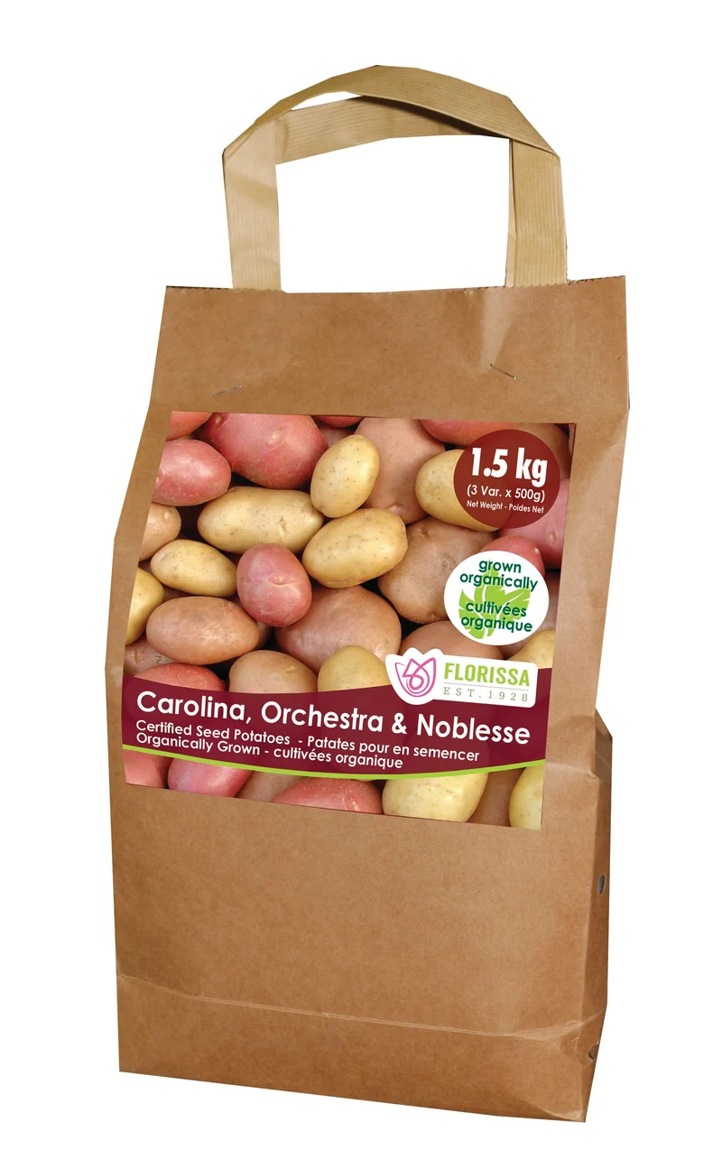 Pomme de terre ‘Organic Combo Sack’ ( Solanum tuberosum )