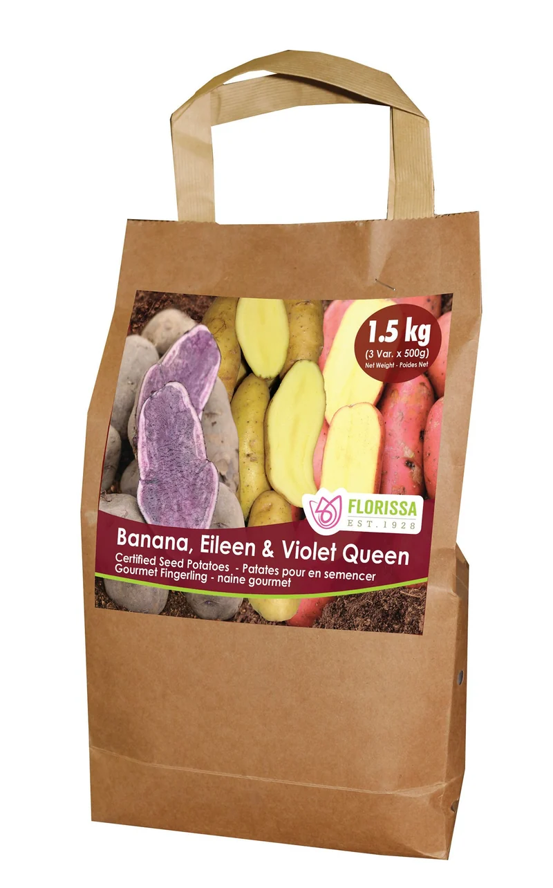 Pomme de terre ‘Fingerling Combo Sack’ ( Solanum tuberosum )