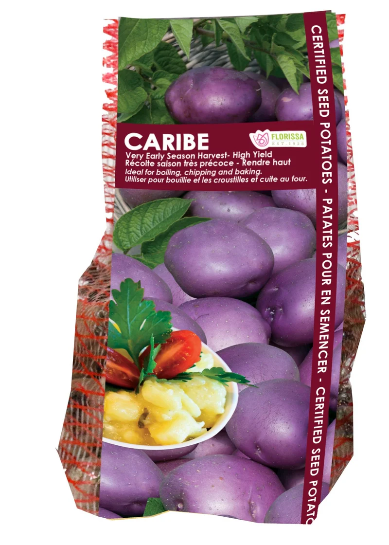 Pomme de terre ‘Caribe’ ( Solanum tuberosum )