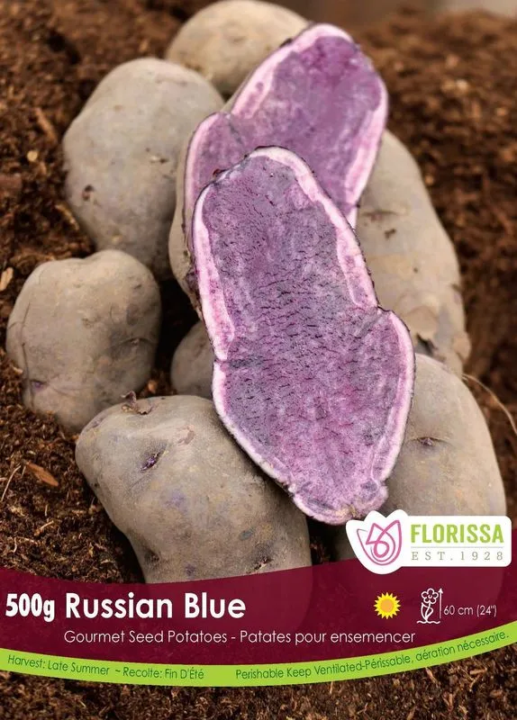 Pomme de terre Gourmet ‘Russian Blue’ ( Solanum tuberosum )