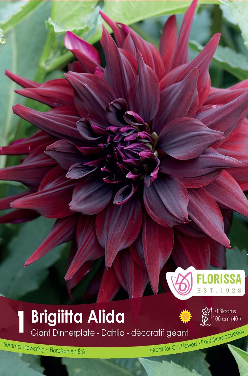Dahlia ‘Brigitta Alida’ ( Dahlia )
