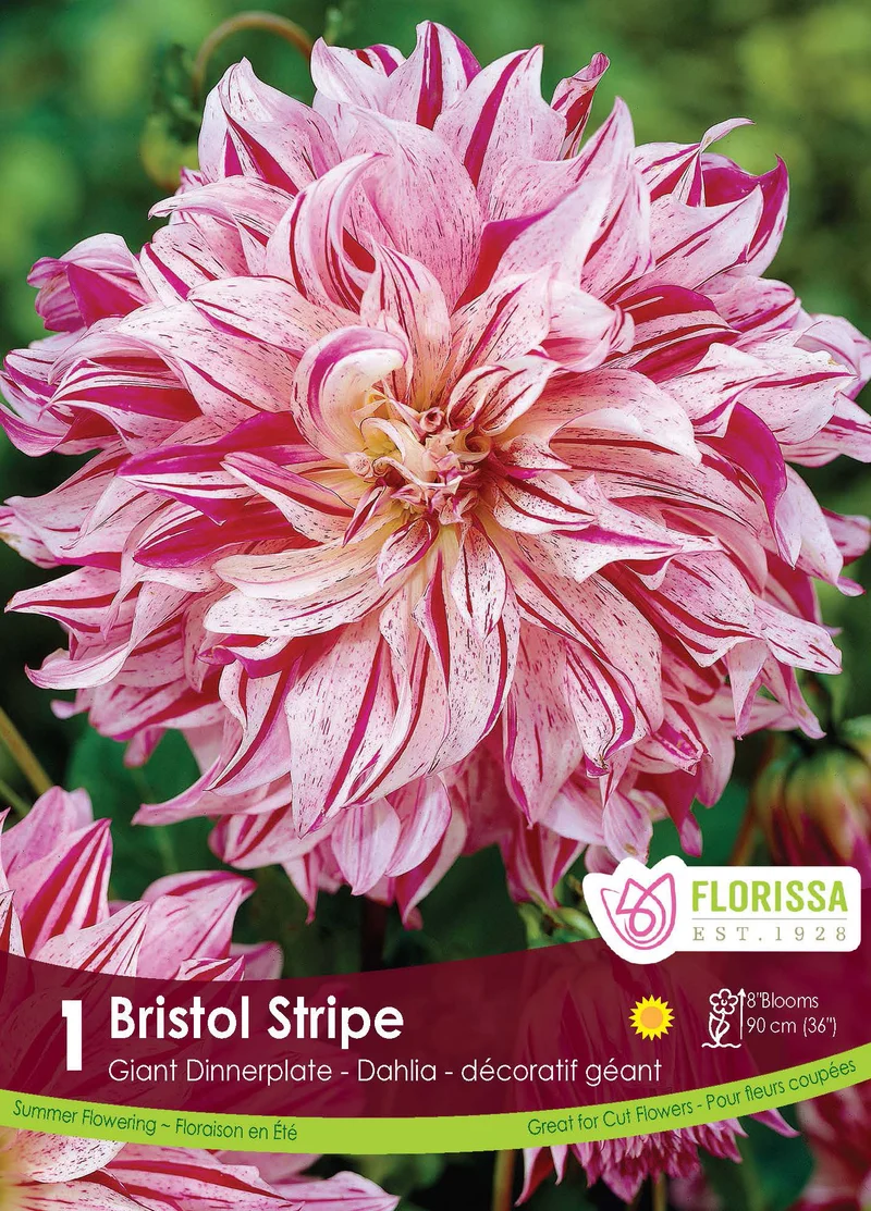 Dahlia ‘Bristol Stripe’ ( Dahlia )