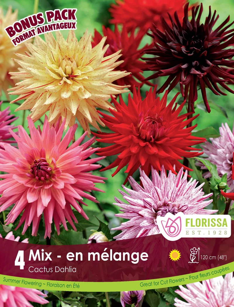 Mélange de dahlias cactus ( Dahlia ‘Cactus Mix’)
