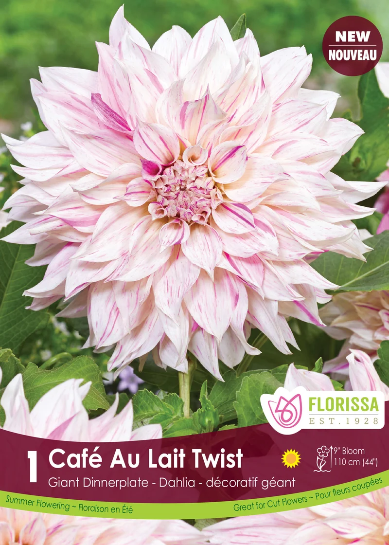 Dahlia géant ‘Café au Lait Twist’ ( Dahlia )