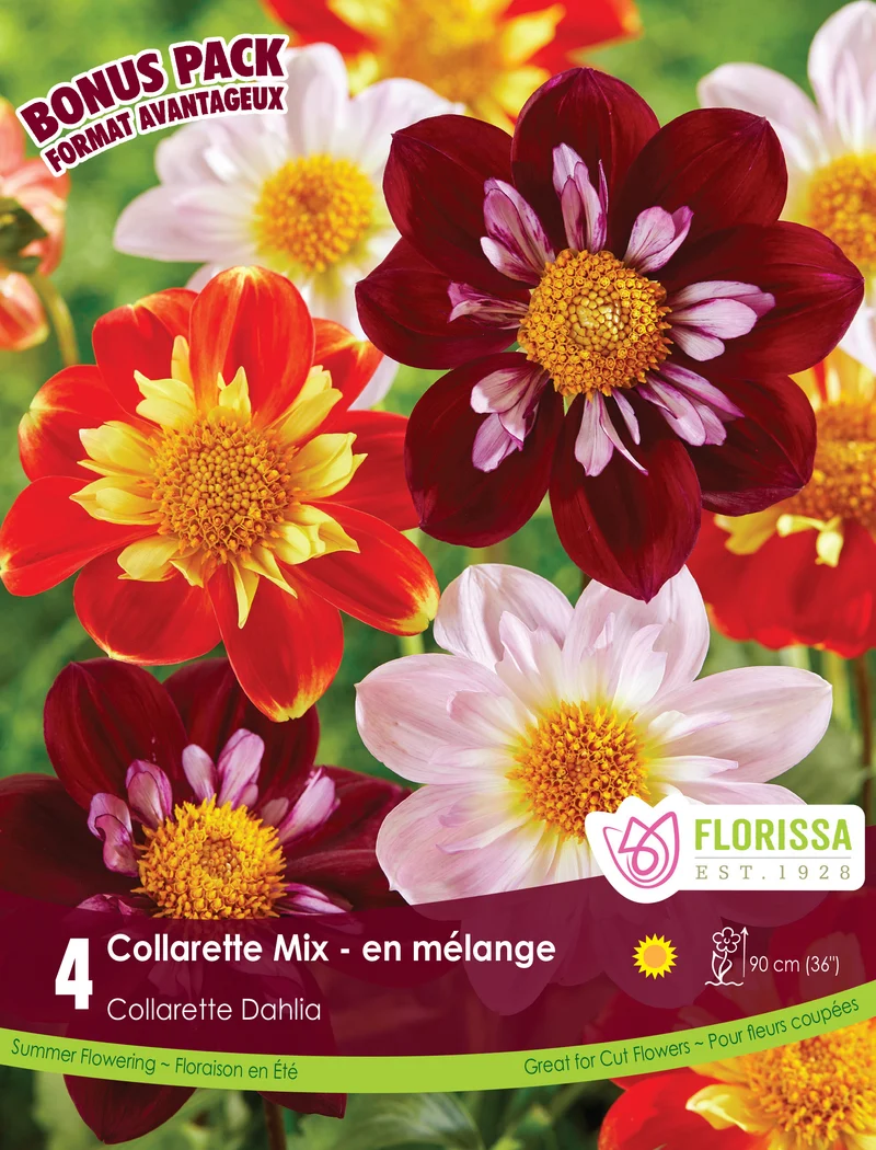 Dahlia à collerette ‘Collarette Mix’ ( Dahlia )