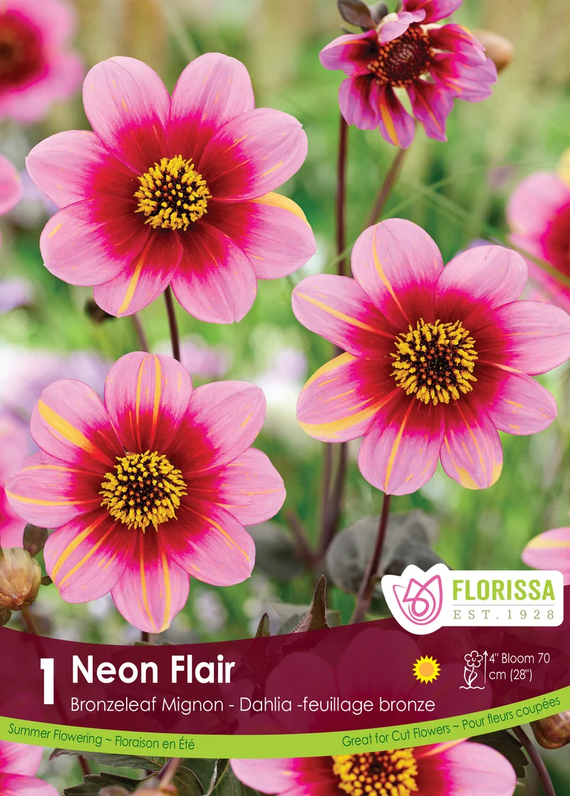 Dahlia Mignon ‘Dahlegria Neon Flair’ ( Dahlia )
