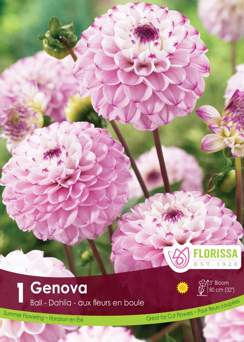 Dahlia Ball ‘Genova’ ( Dahlia )