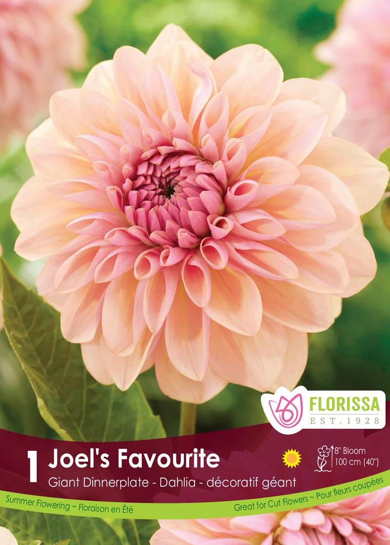 Dahlia géant ‘Joel’s Favourite’ ( Dahlia )