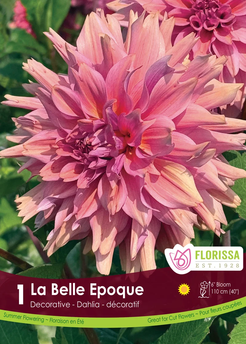Dahlia décoratif ‘La Belle Époque’ ( Dahlia )