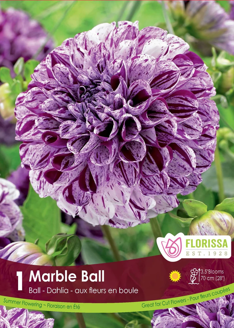 Dahlia Ball ‘Marble Ball’ ( Dahlia )