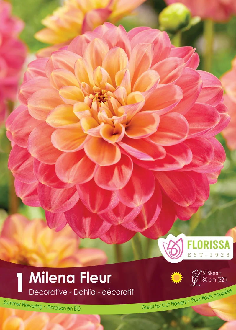 Dahlia décoratif ‘Milena Fleur’ ( Dahlia )