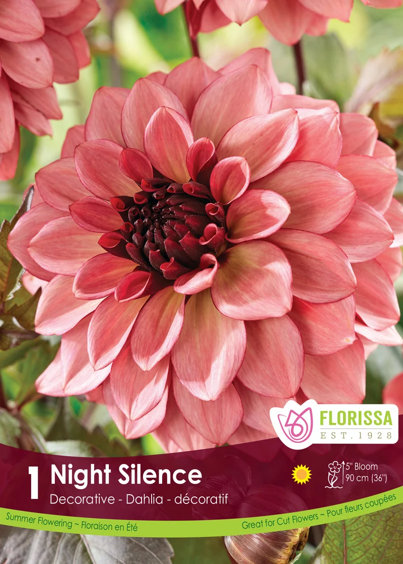 Dahlia décoratif ‘Night Silence’ ( Dahlia )