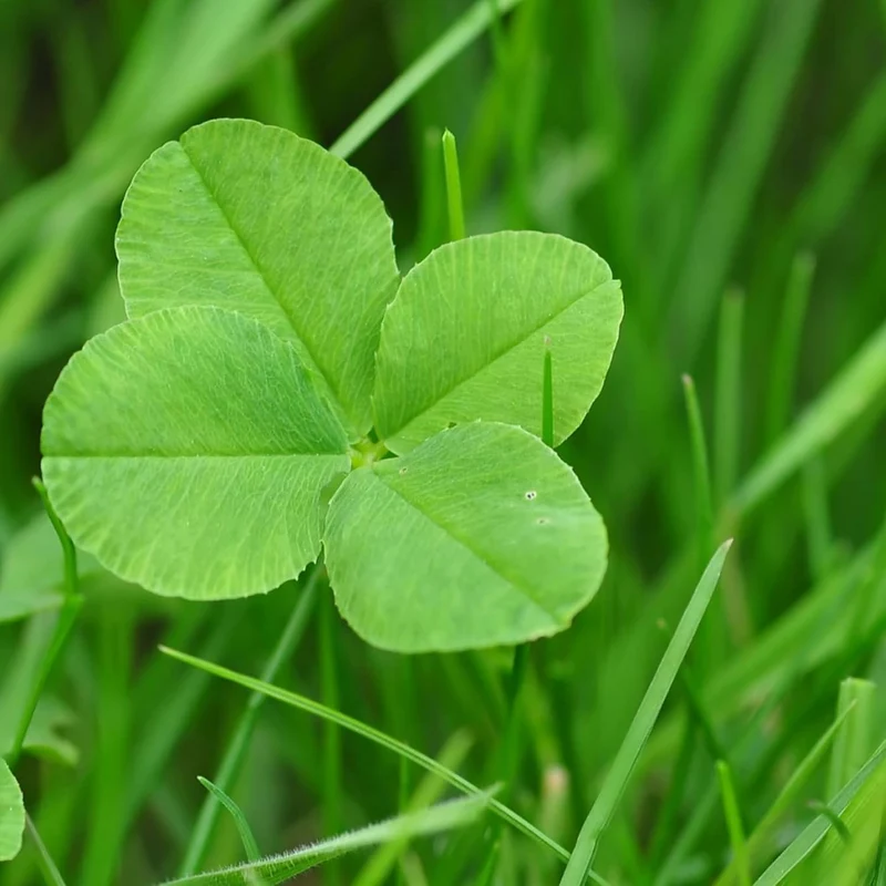 Four Leaf Clover Seeds Perennial GMO Free Ground Cover for Beds, Borders, Patio, Container, Potted Indoor And Outdoor Decor