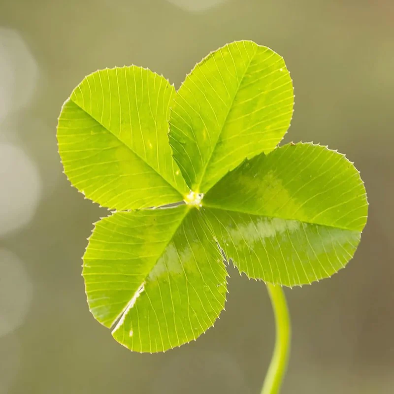 Four Leaf Clover Seeds Perennial GMO Free Ground Cover for Beds, Borders, Patio, Container, Potted Indoor And Outdoor Decor