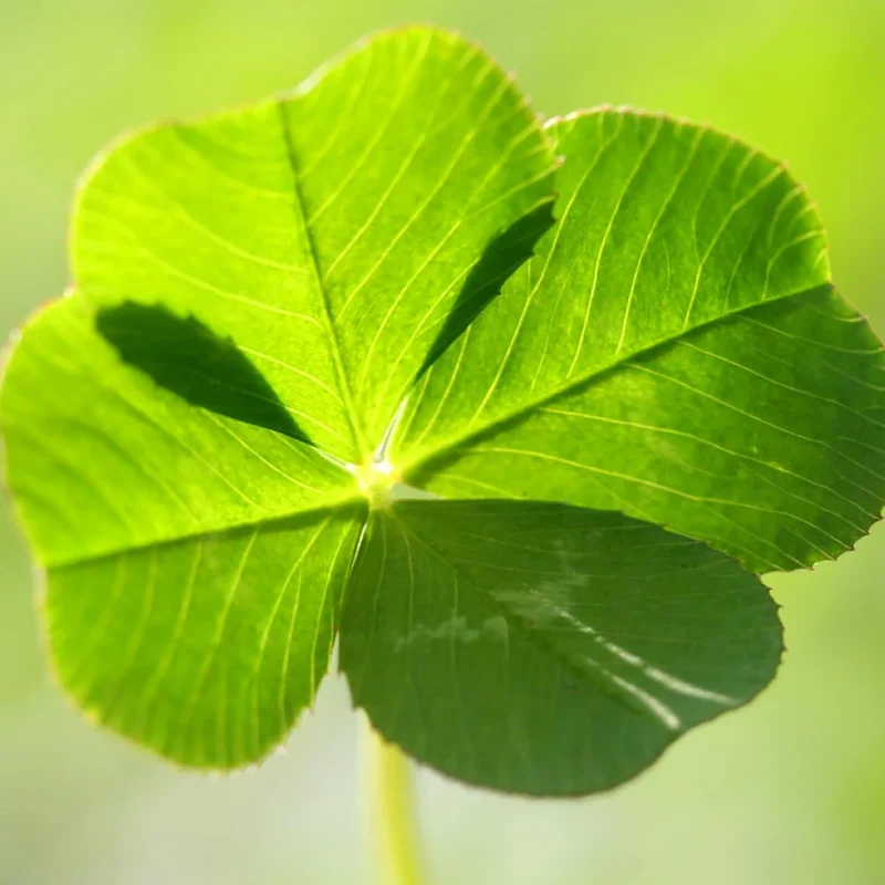 Four Leaf Clover Seeds Perennial GMO Free Ground Cover for Beds, Borders, Patio, Container, Potted Indoor And Outdoor Decor