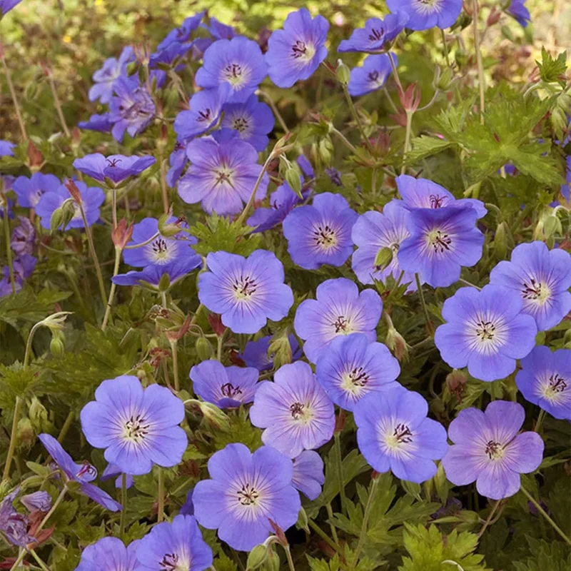 Geranium 'Rozanne' Seeds Perennial, Long Blooming Period, Attracts Bees Butterflies, Low Maintenance Ground Cover