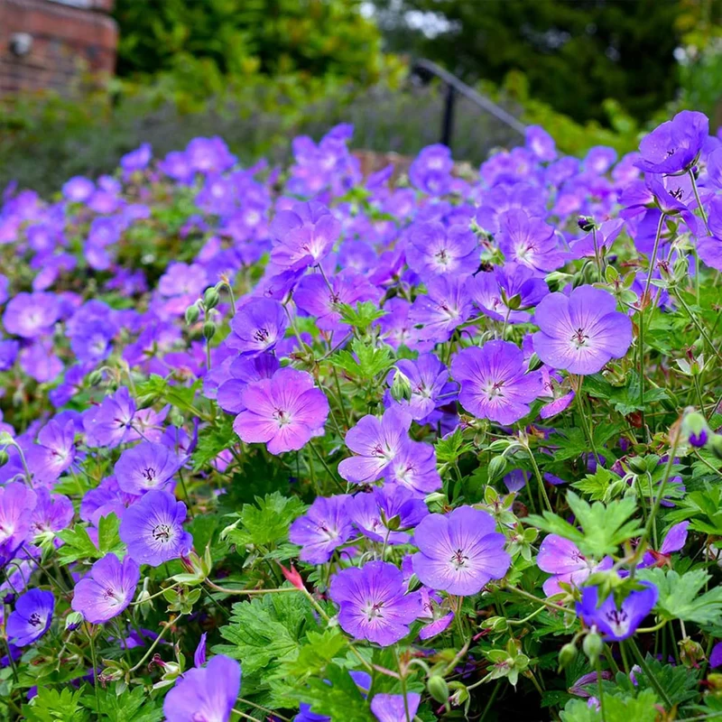 Geranium 'Rozanne' Seeds Perennial, Long Blooming Period, Attracts Bees Butterflies, Low Maintenance Ground Cover