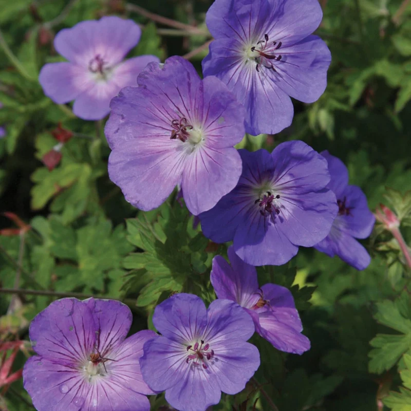 Geranium 'Rozanne' Seeds Perennial, Long Blooming Period, Attracts Bees Butterflies, Low Maintenance Ground Cover