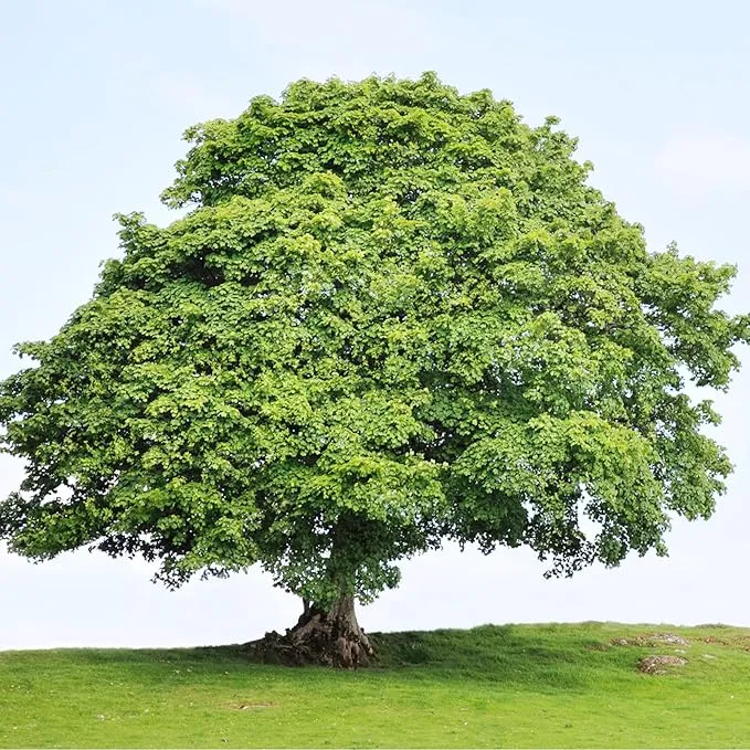 Sycamore Tree Seeds – Fast-Growing, Hardy Shade Tree for Outdoor Planting