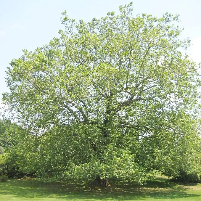 Sycamore Tree Seeds – Fast-Growing, Hardy Shade Tree for Outdoor Planting