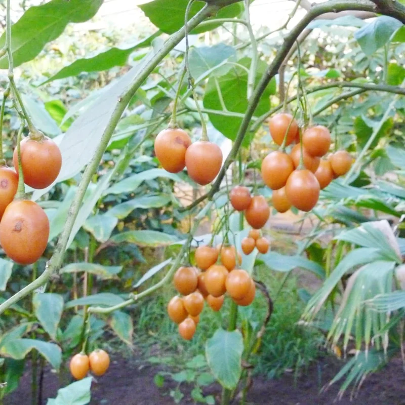 Solanum Seeds (Tree Tomato, ) Perennial Herbaceous Shrub, Self Pollinating, Outdoor Patio Fruit And Berries
