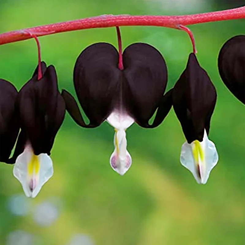 Black Bleeding Heart Seeds Perennial Cut Flowers, Deer And Rabbit Resistant, Attracts Butterflies, Ideal for Beds And Borders