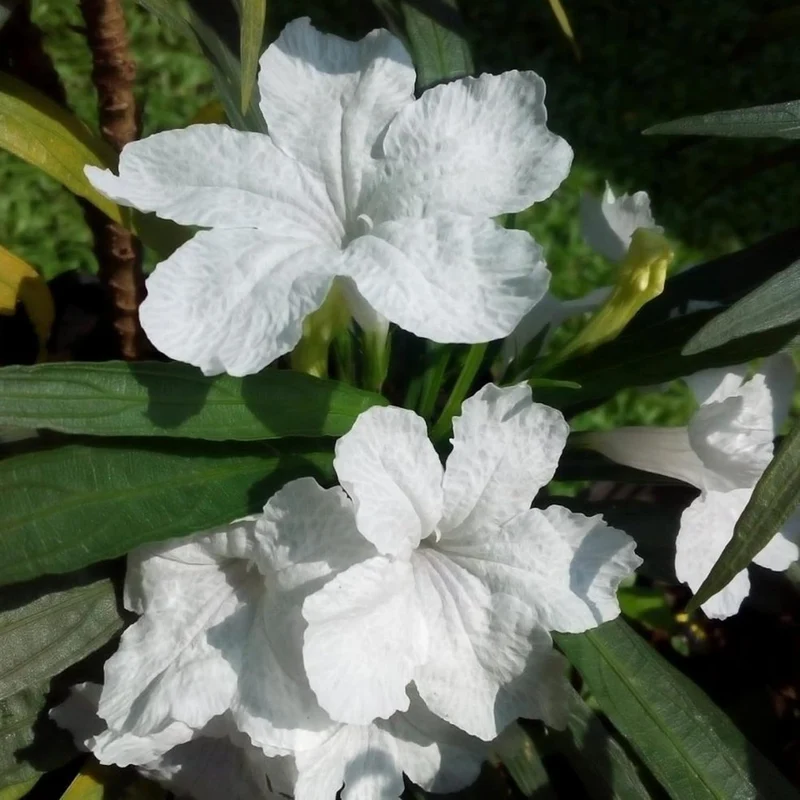 White Mexican Petunias Seeds – Heat & Humidity Tolerant Herbaceous Perennial for Outdoor Gardens