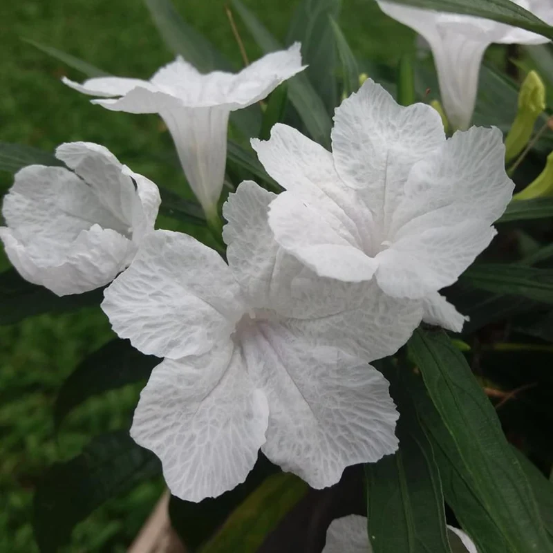 White Mexican Petunias Seeds – Heat & Humidity Tolerant Herbaceous Perennial for Outdoor Gardens