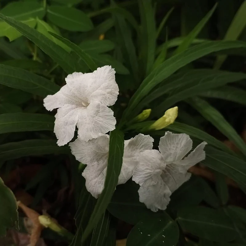 White Mexican Petunias Seeds – Heat & Humidity Tolerant Herbaceous Perennial for Outdoor Gardens