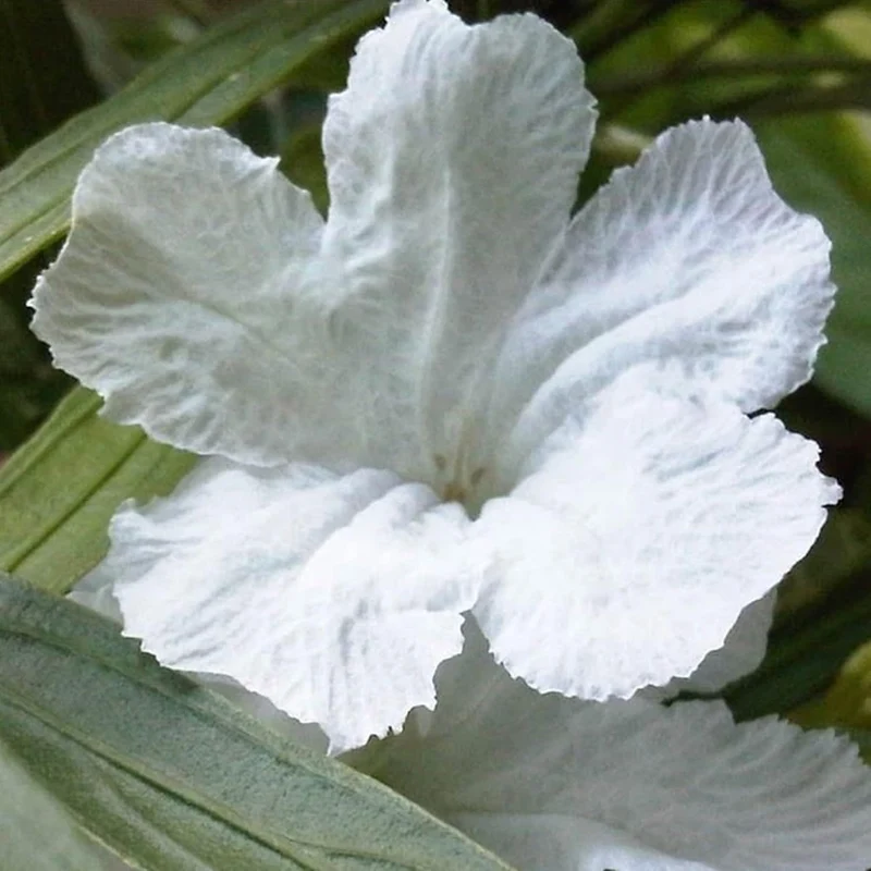 White Mexican Petunias Seeds – Heat & Humidity Tolerant Herbaceous Perennial for Outdoor Gardens