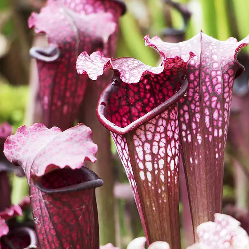 Sarracenia Purpurea Seeds – Purple Pitcher Plant for Outdoor Gardening