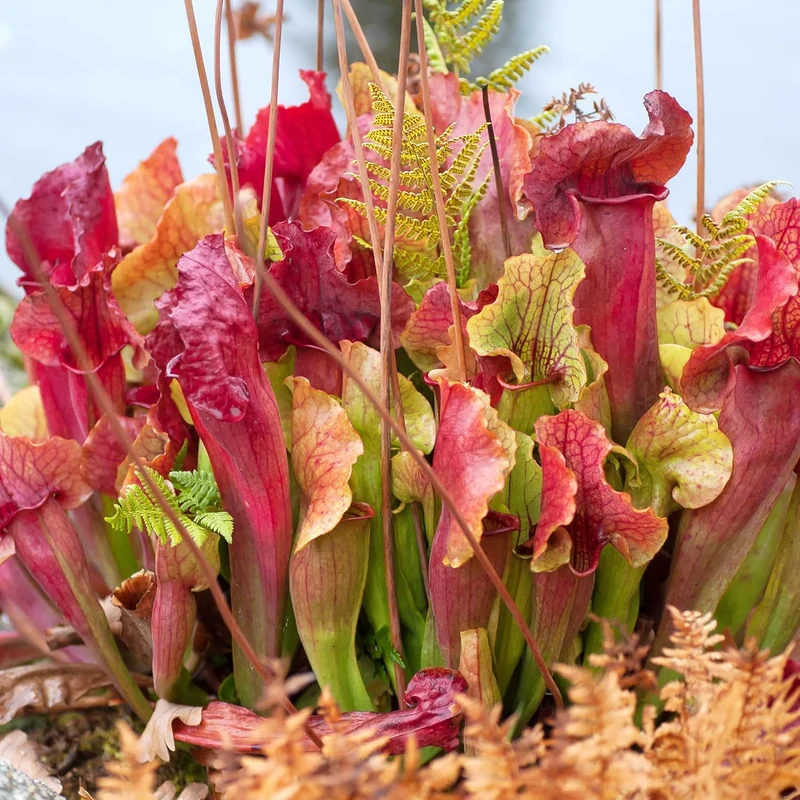 Sarracenia Purpurea Seeds – Purple Pitcher Plant for Outdoor Gardening