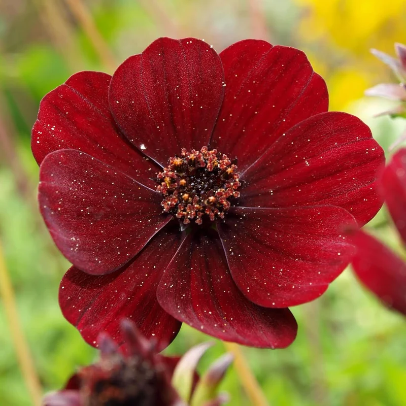 Chocolate Cosmos Seeds Cosmos Atrosanguineus Perennial with Chocolate Fragrance, Butterfly Attracting Ornamental Flower for Gardens And Containers