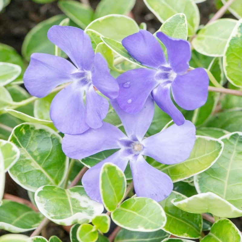 40Pcs Periwinkle Seeds | Low-Growing Evergreen Perennial | Ground Covers | Drought Tolerant | Attracts Butterflies | Borders Outdoor