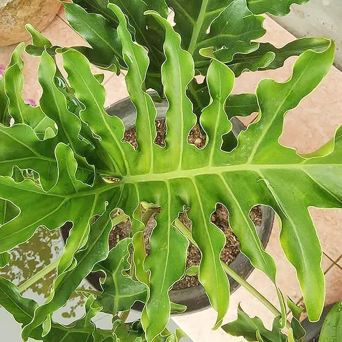 Lacy Tree Philodendron Seeds – Broadleaf Evergreen Tropical Plant for Indoor & Outdoor Gardens
