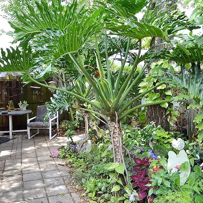Lacy Tree Philodendron Seeds – Broadleaf Evergreen Tropical Plant for Indoor & Outdoor Gardens