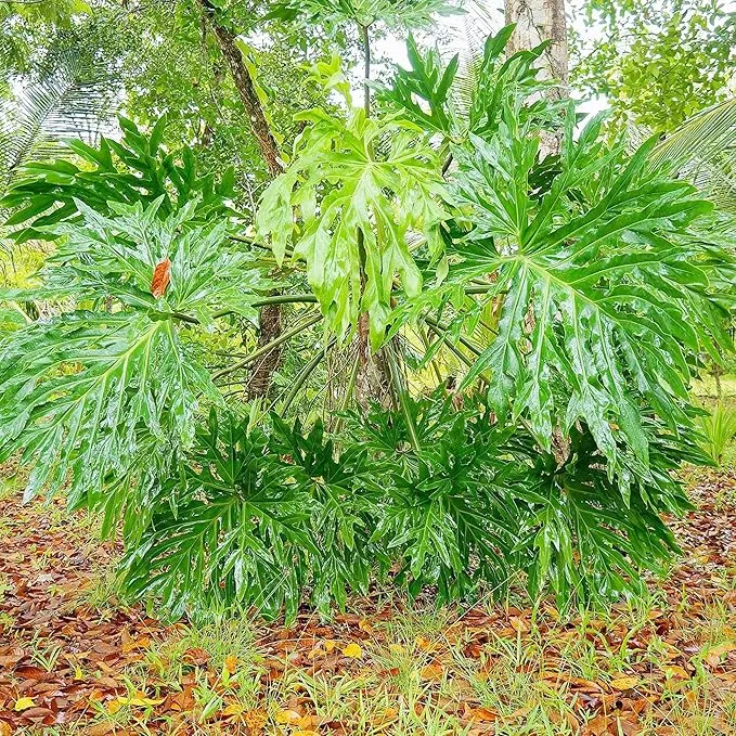Lacy Tree Philodendron Seeds – Broadleaf Evergreen Tropical Plant for Indoor & Outdoor Gardens