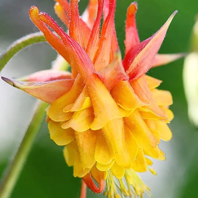 Double Orange Yellow Columbine Seeds - Showy Perennial, Deer & Rabbit Resistant, Ideal for Pollinator Gardens & Borders