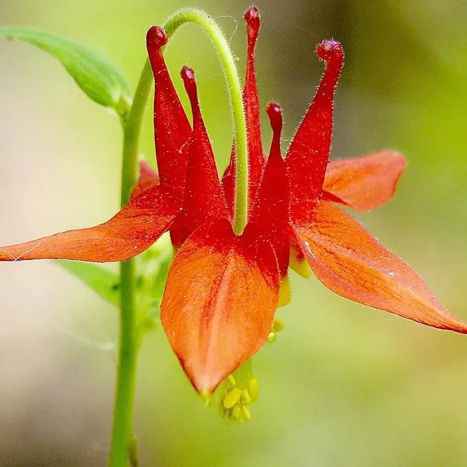 Double Orange Yellow Columbine Seeds - Showy Perennial, Deer & Rabbit Resistant, Ideal for Pollinator Gardens & Borders