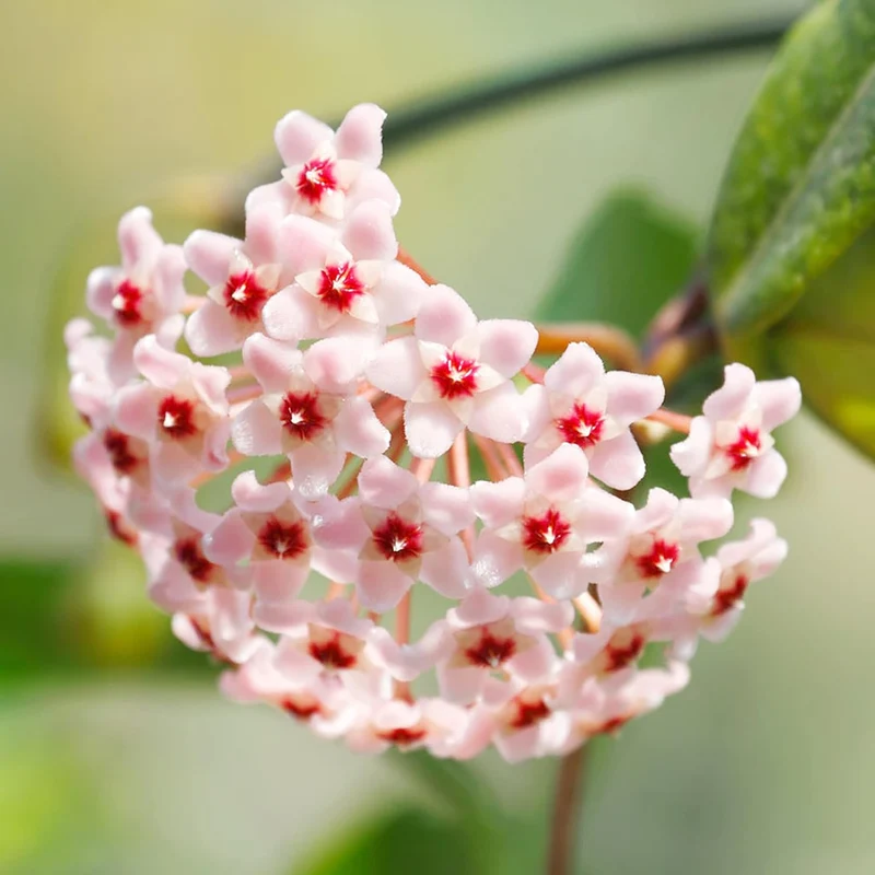 Hoya Carnosa Seeds, Wax Plant Seeds, Fragrant Perennial, Indoor Containers and Trellis