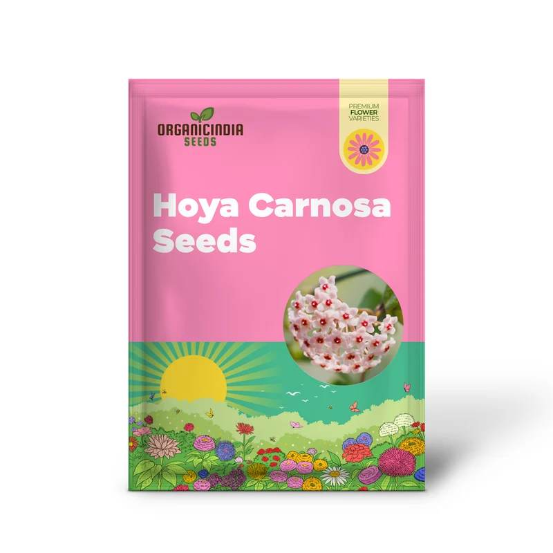 Hoya Carnosa Seeds, Wax Plant Seeds, Fragrant Perennial, Indoor Containers and Trellis