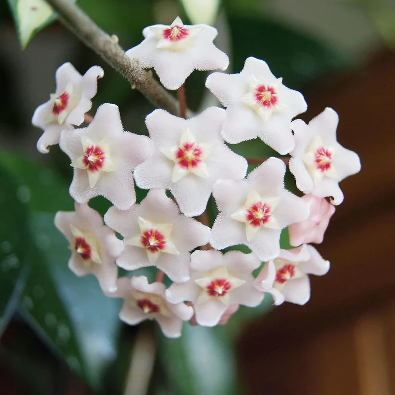 Hoya Carnosa Seeds, Wax Plant Seeds, Fragrant Perennial, Indoor Containers and Trellis