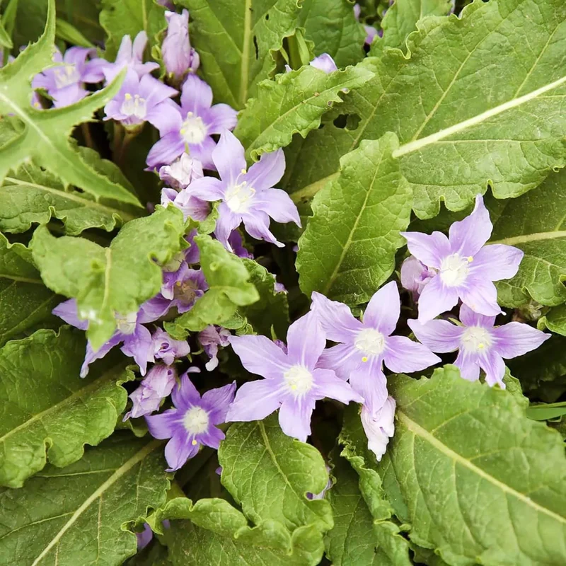 Mandrake Seeds - Mandragora Officinarum Perennial Herb for Fruit & Berries, Ideal for Courtyard and Outdoor Gardens, GMO-Free - 20Pcs
