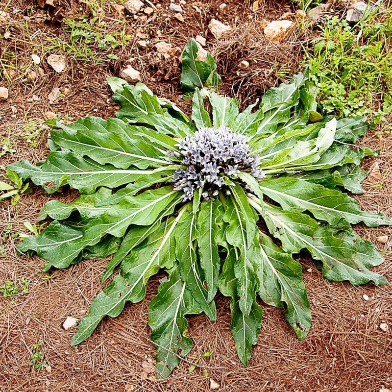Mandrake Seeds - Mandragora Officinarum Perennial Herb for Fruit & Berries, Ideal for Courtyard and Outdoor Gardens, GMO-Free - 20Pcs