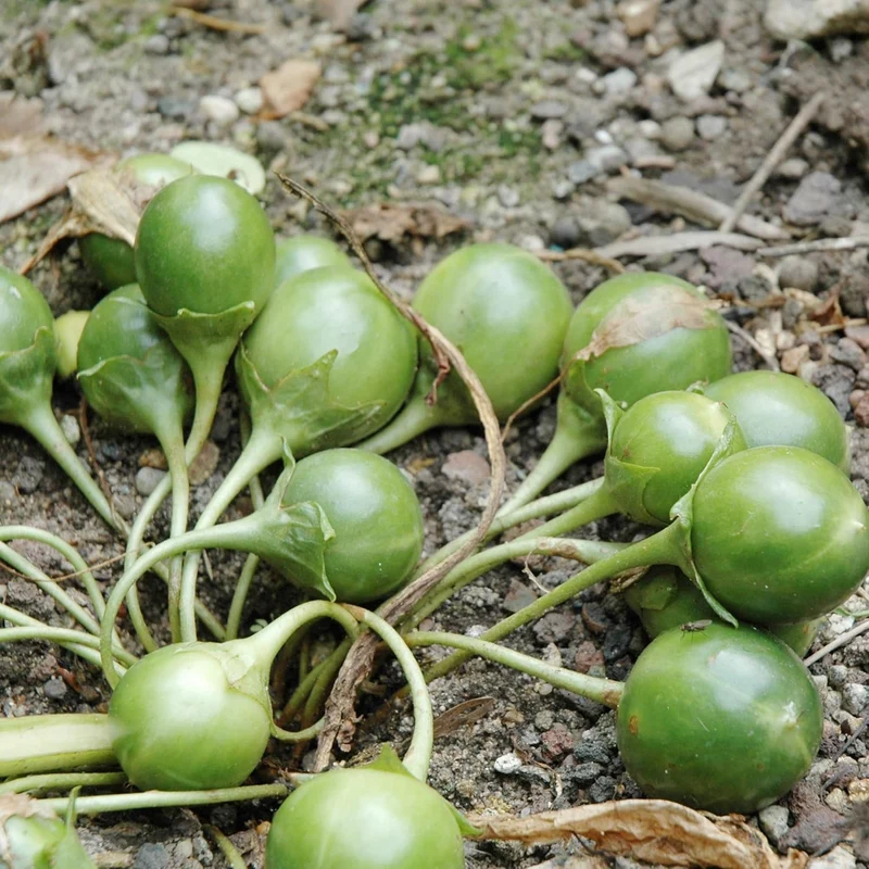 Mandrake Seeds - Mandragora Officinarum Perennial Herb for Fruit & Berries, Ideal for Courtyard and Outdoor Gardens, GMO-Free - 20Pcs